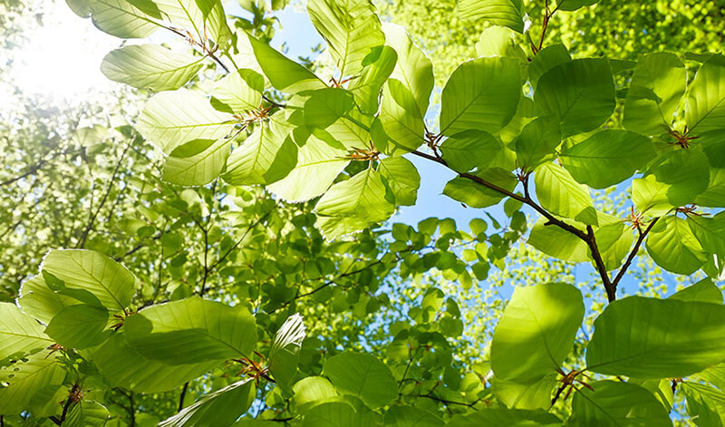 leaves under sunshine