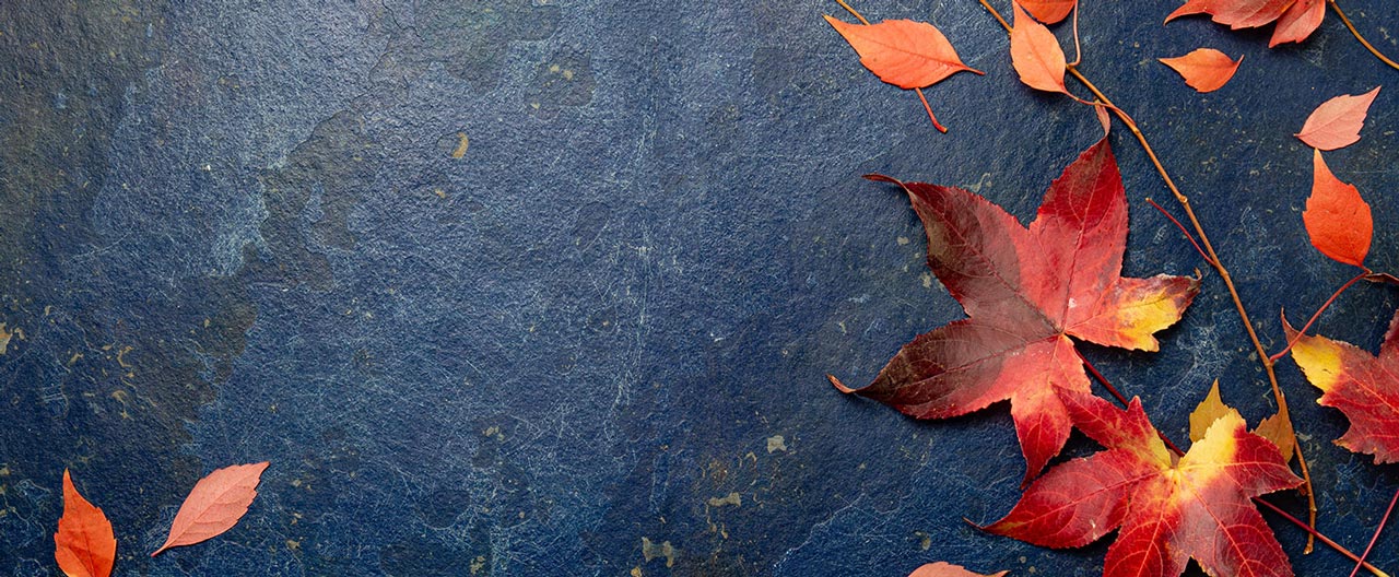 feuilles