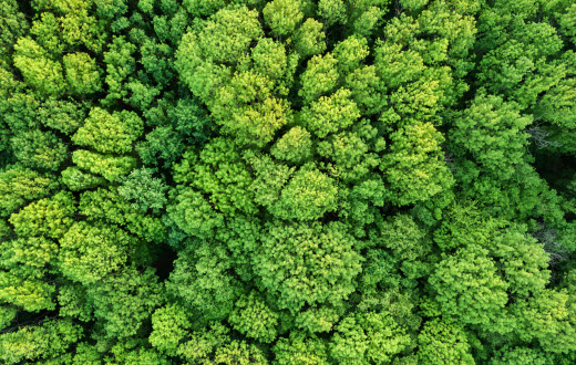 treetops