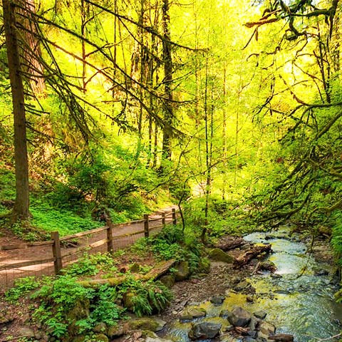american forest