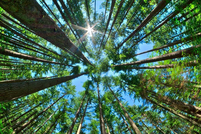 forest