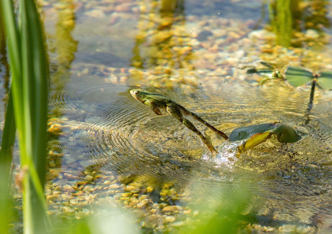 frog jumping pond